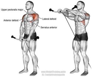 anterior delt exercises